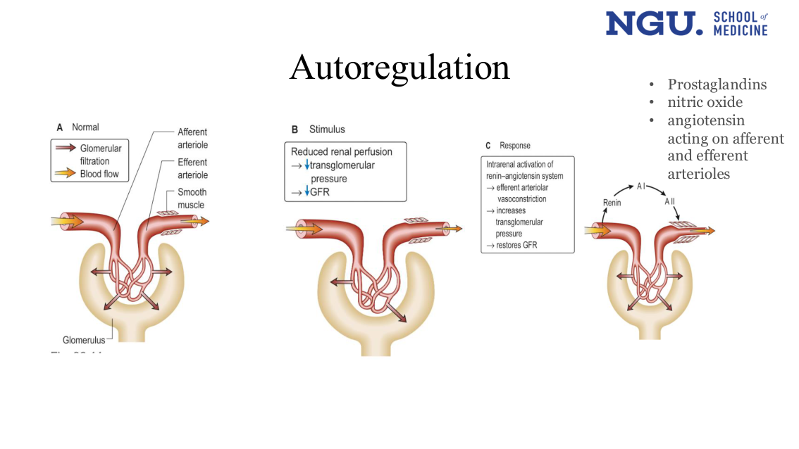 Figure - autoregulation, four panels