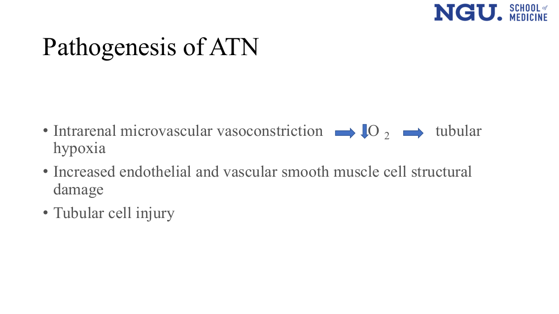 Pathogenesis of ATN (slide 22)