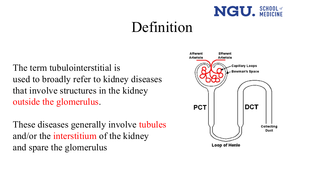 Slide 5 figure (nephron diagram, under Definition)